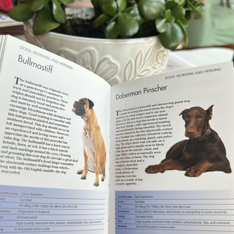 Dinosaurs/Pets Bundle
