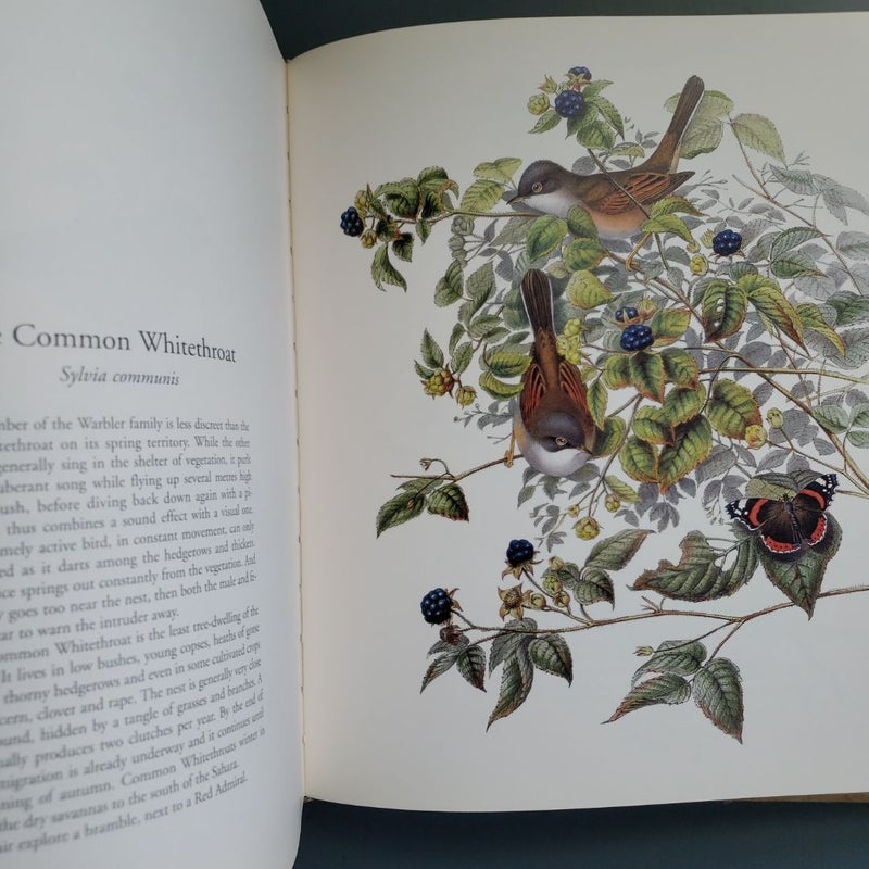 John Gould's Birds of Europe