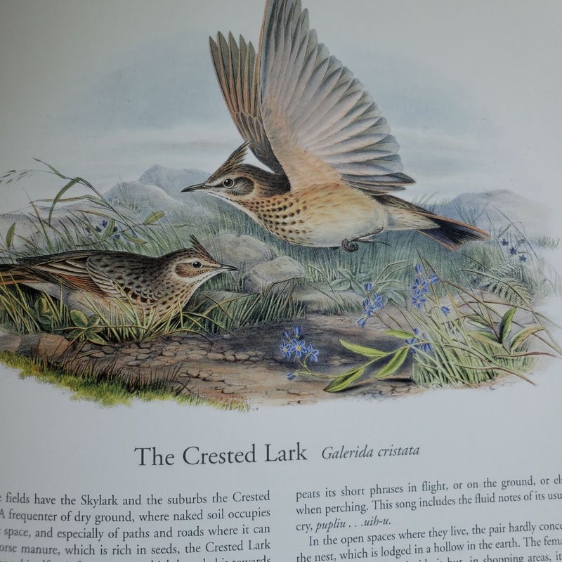 John Gould's Birds of Europe