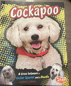 Cockapoo