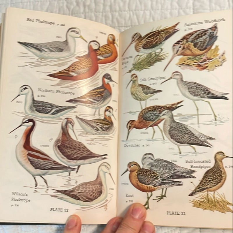 Audubon Water Bird Guide