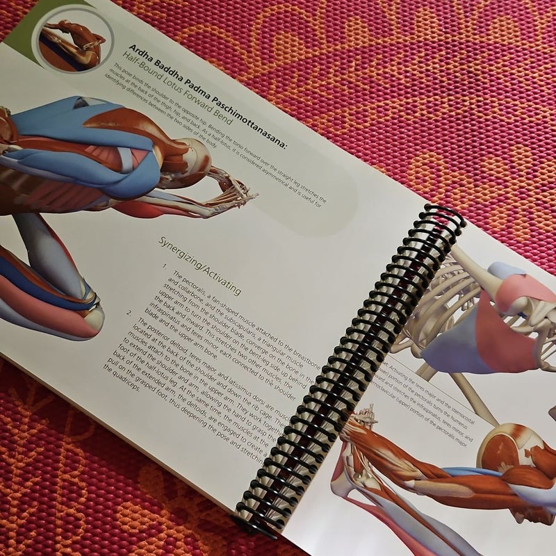 The Key Poses of Yoga