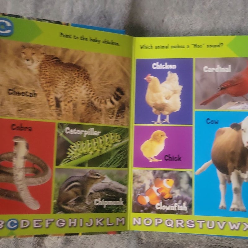 ALIGGATOR TO ZEBRA ABCs