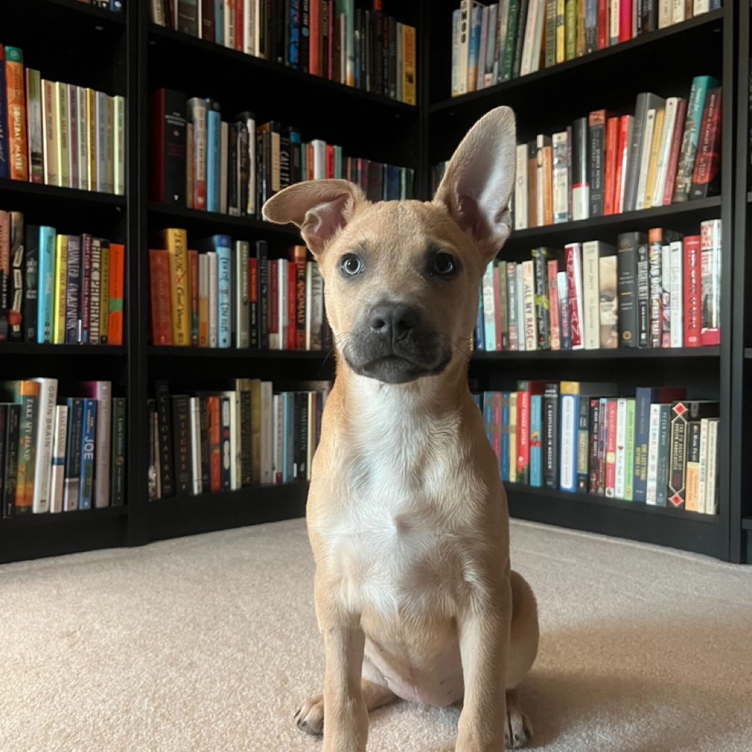 Charlie’s Books 🐾