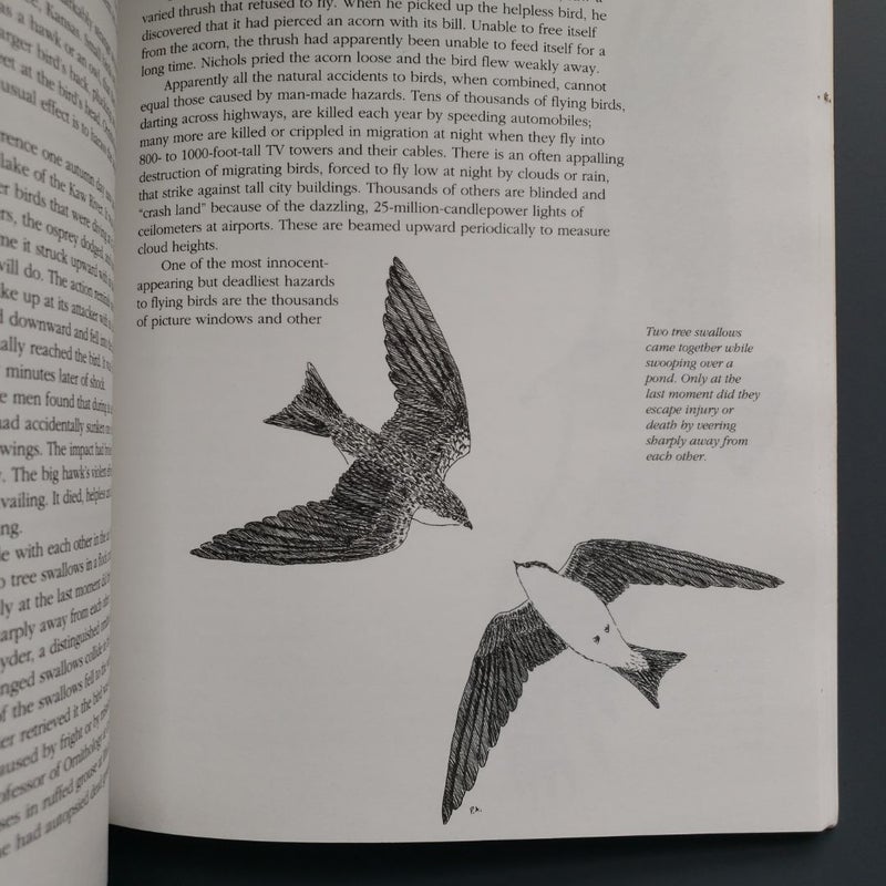 How Birds Fly