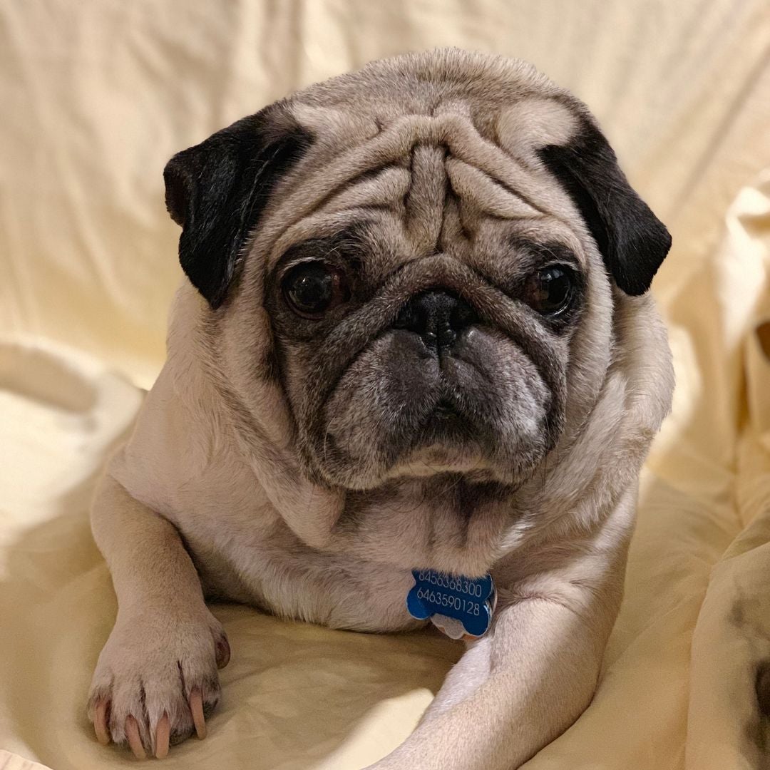 PUGXPRESS