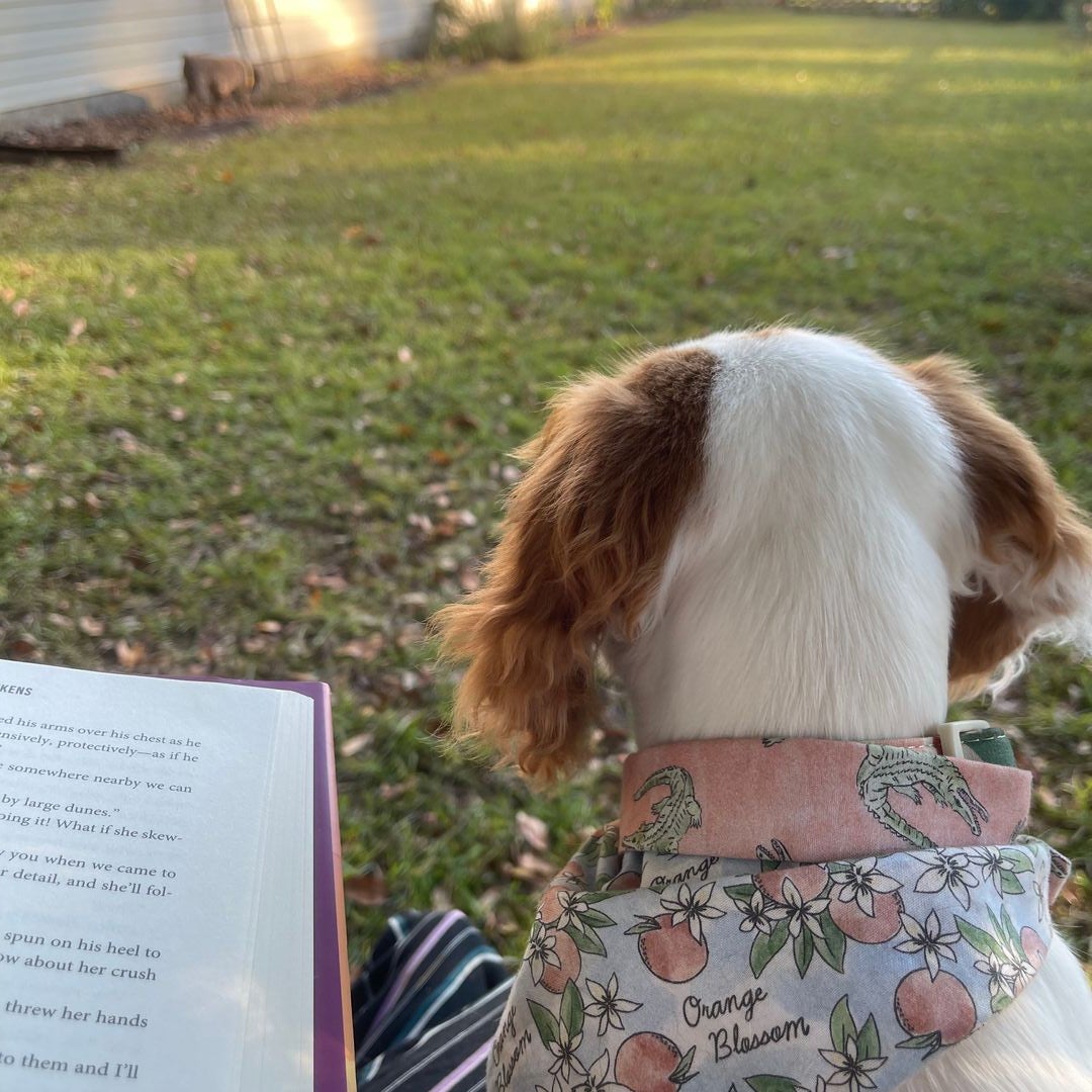 Itty Bitty Basil’s Books