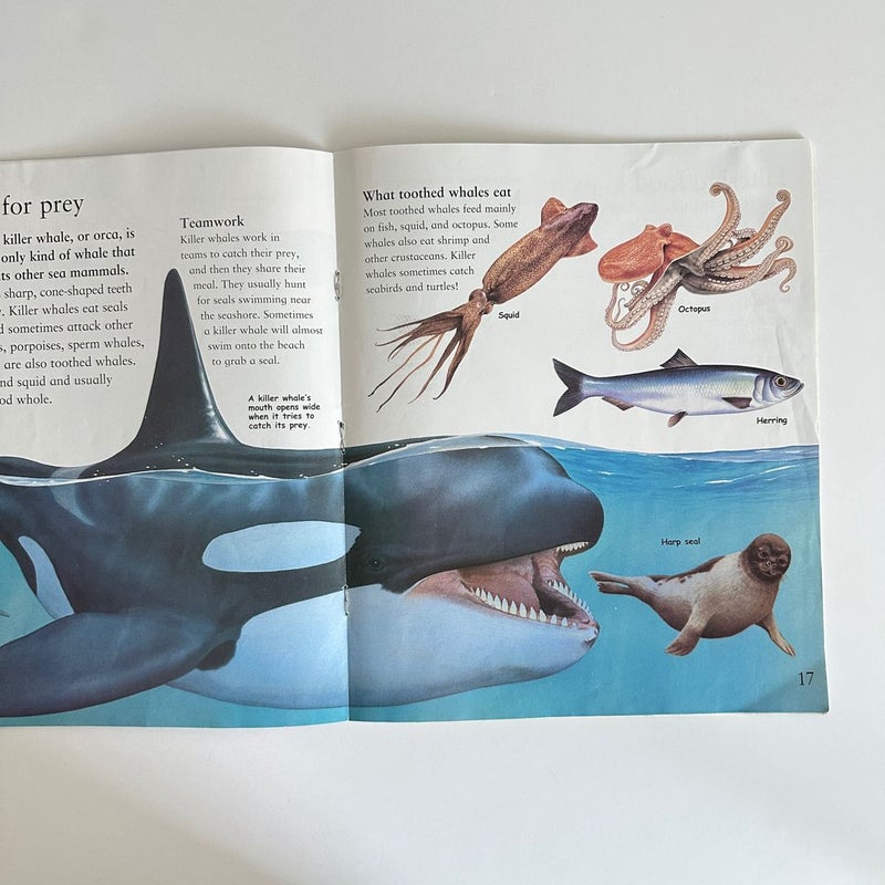 Whales, Dolphins, and Sharks book bundle, 2 books