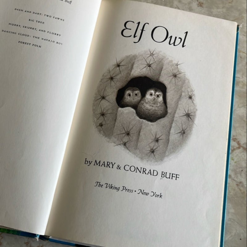 Elf Owl