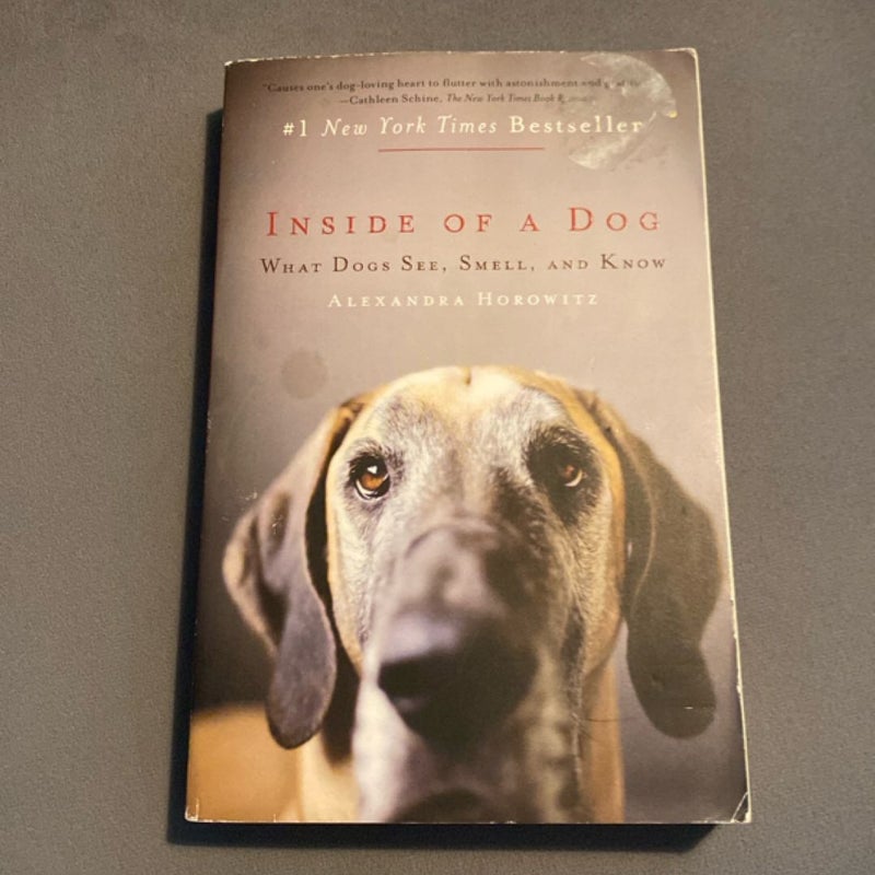 Inside of a Dog