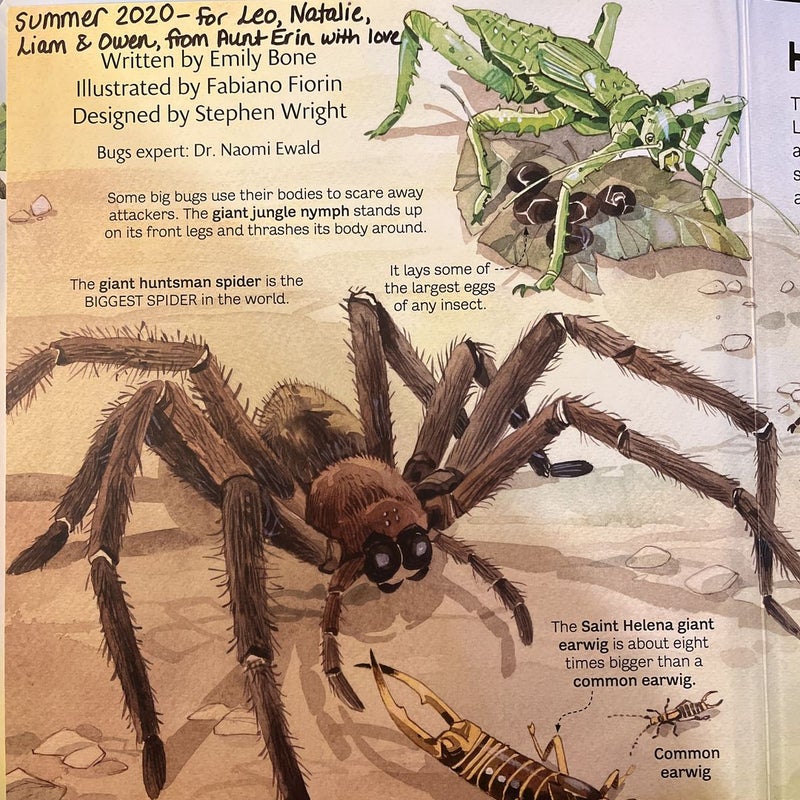 The Usborne Big Book of Big Bugs