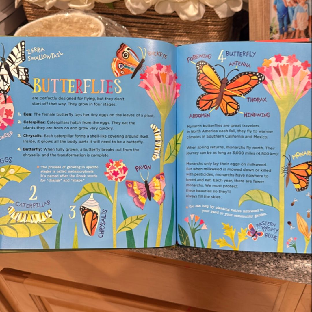 Hello, World! Kids' Guides: Exploring Insects by Jill McDonald ...