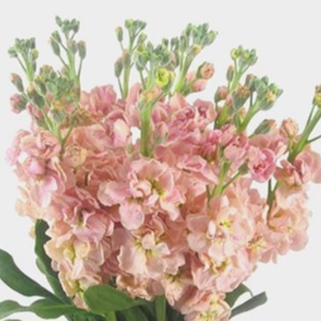 Flower_shop_books