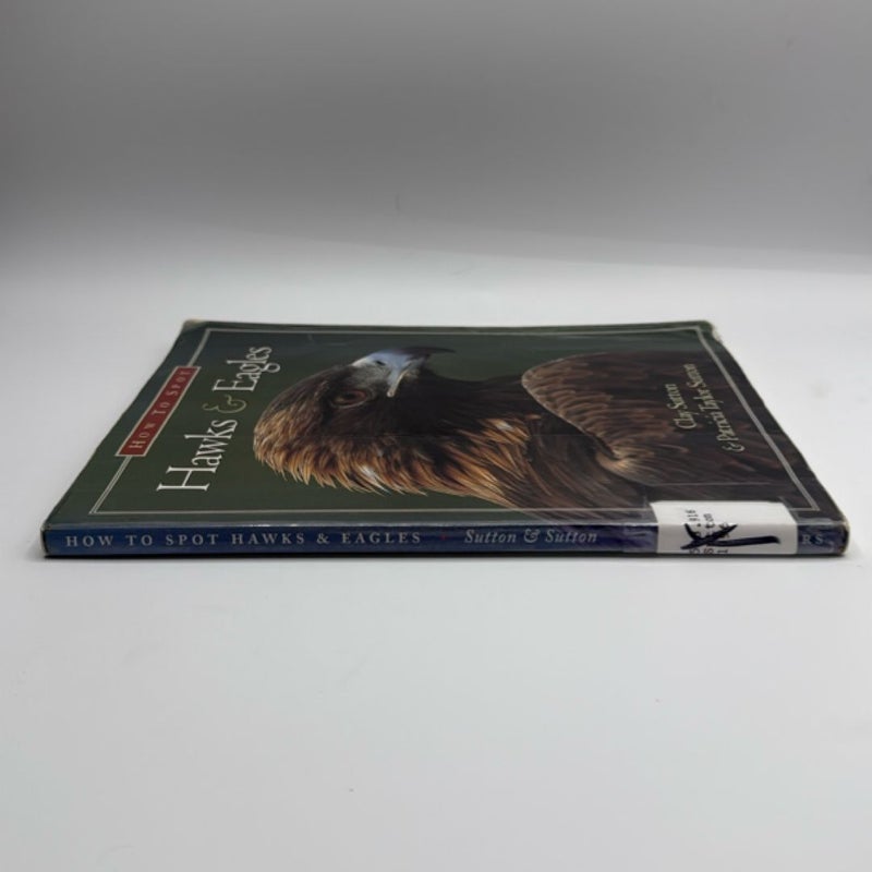 How to Spot Hawks and Eagles
