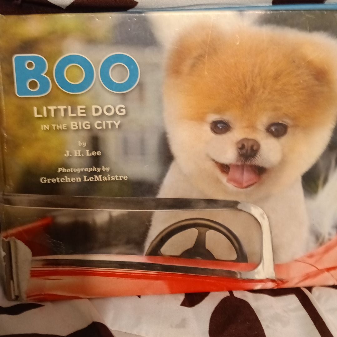 Boo little dog in the best sale big city