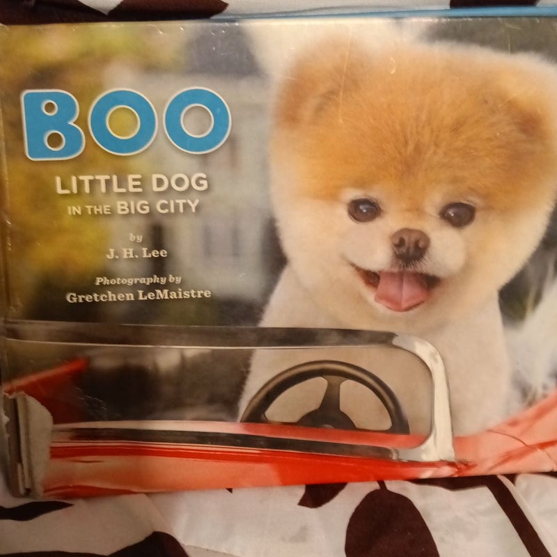 Boo: Little Dog in the Big City
