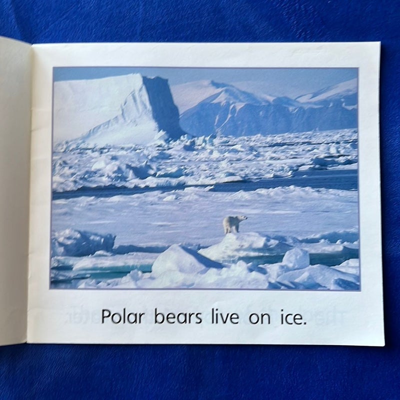 Polar Bears Live on Ice