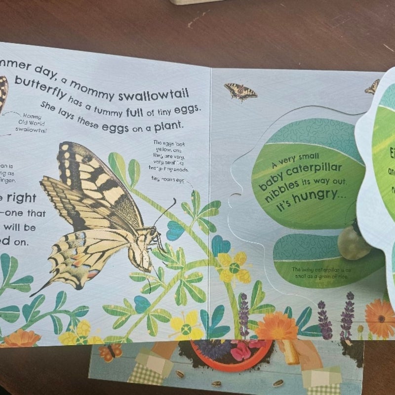 Growing Lift Flap Board Books by DK Set of 3
