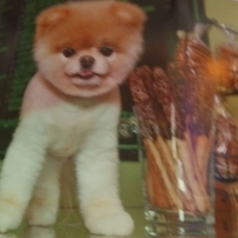 Boo: Little Dog in the Big City
