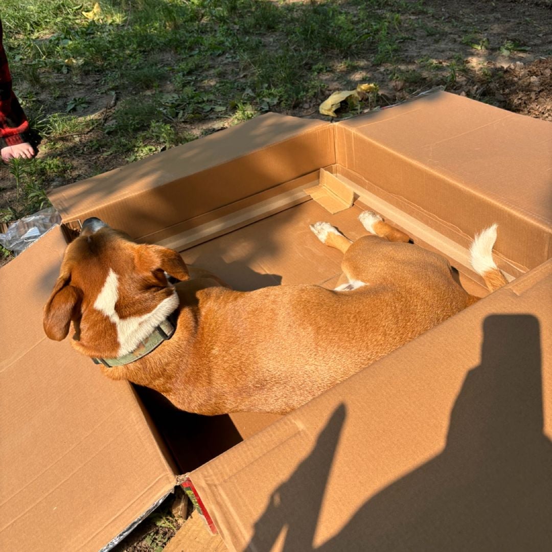 Books with a dog