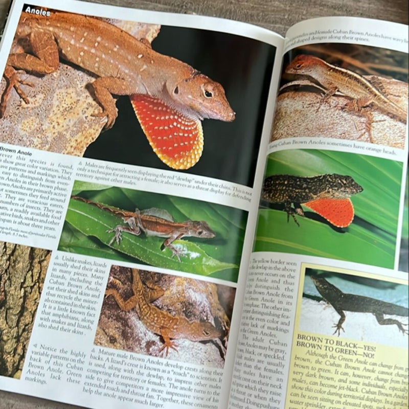 Florida's Fabulous Reptiles and Amphibians