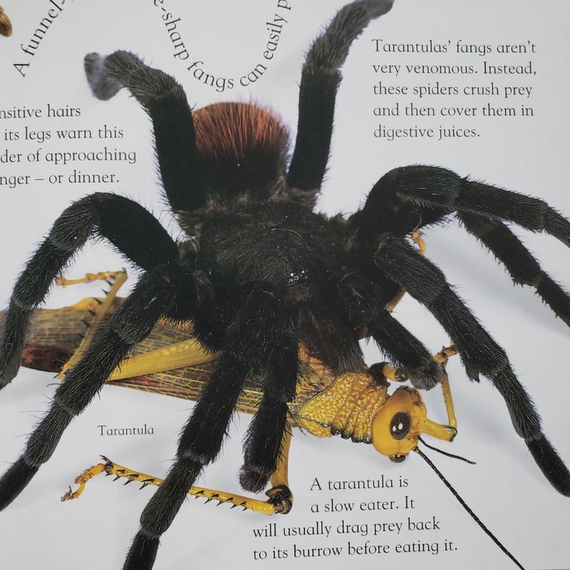 The Really Hairy Scary Spider