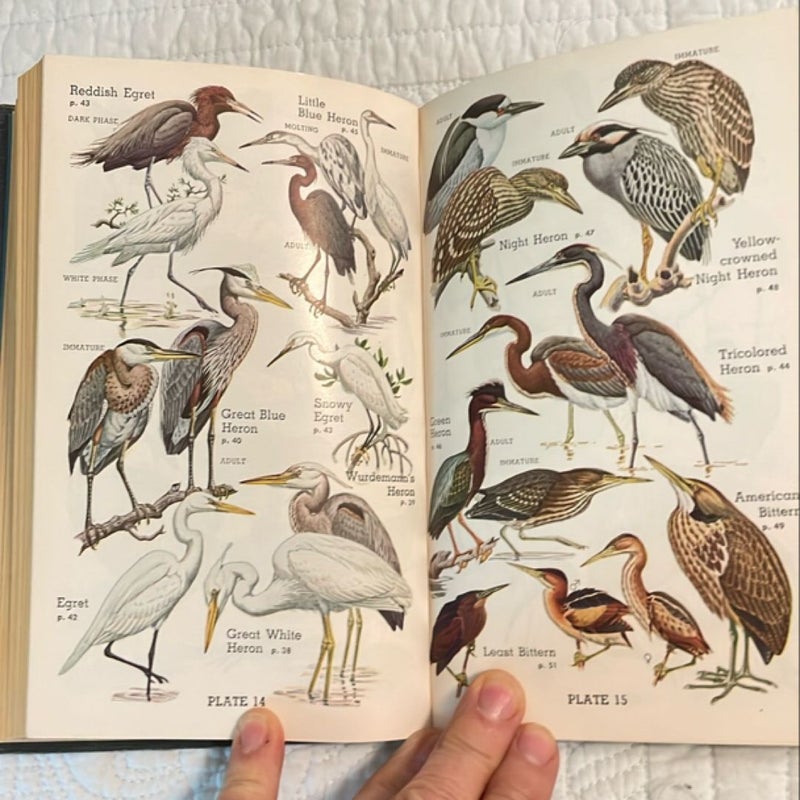 Audubon Water Bird Guide