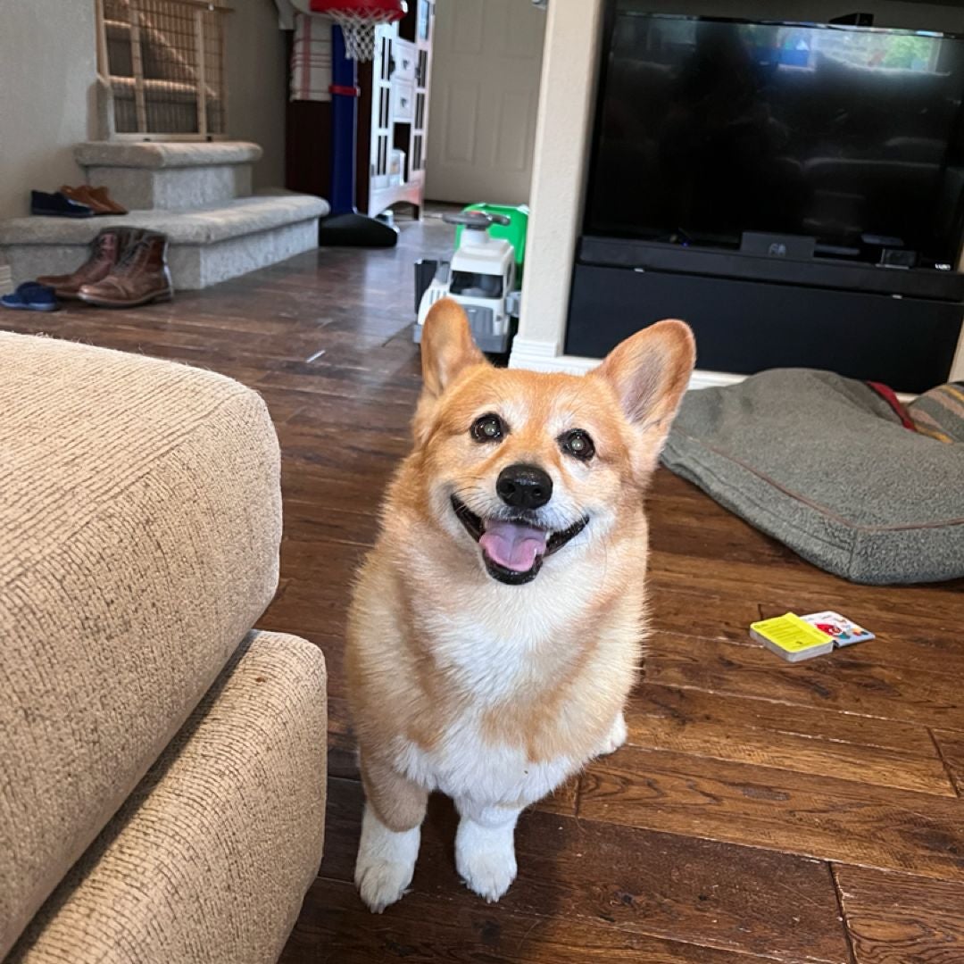 CG_Yorkie