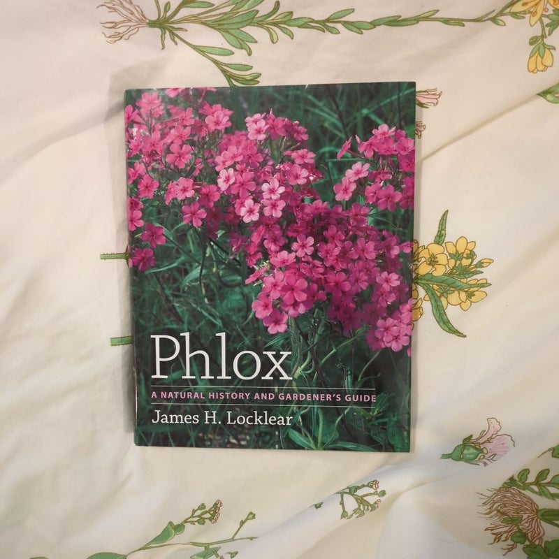 Phlox