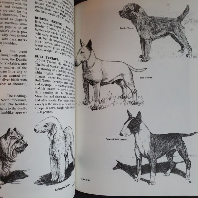 101 Dog Illustrations 