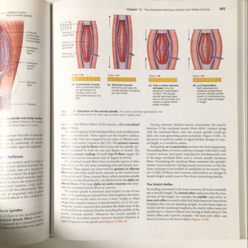 Anatomy and Physiology