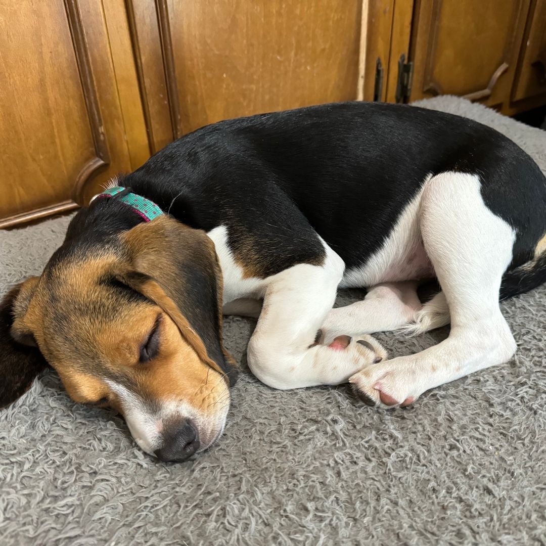 Puppy love
