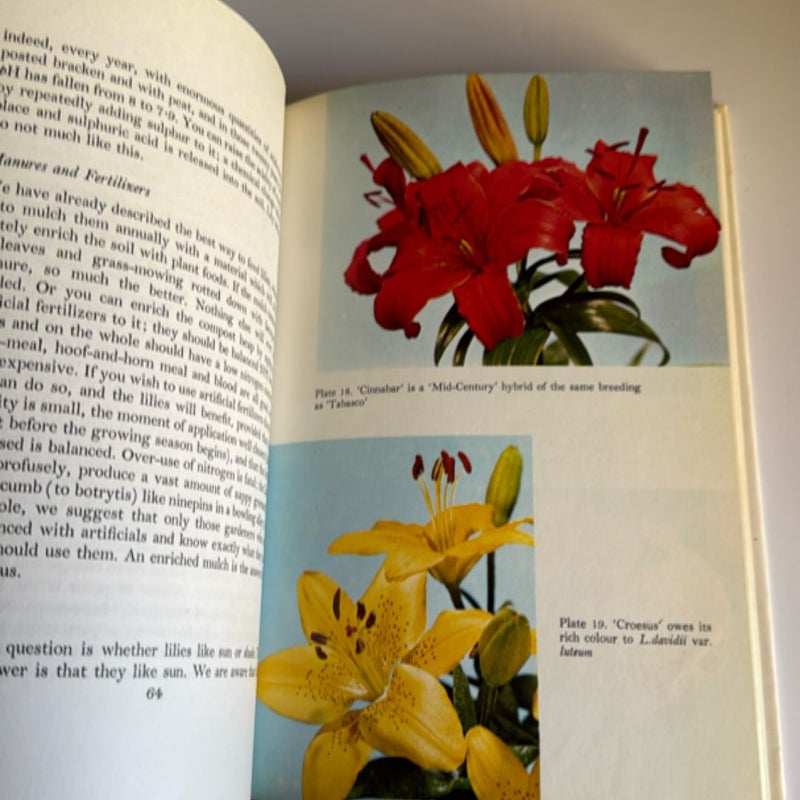 Lilies