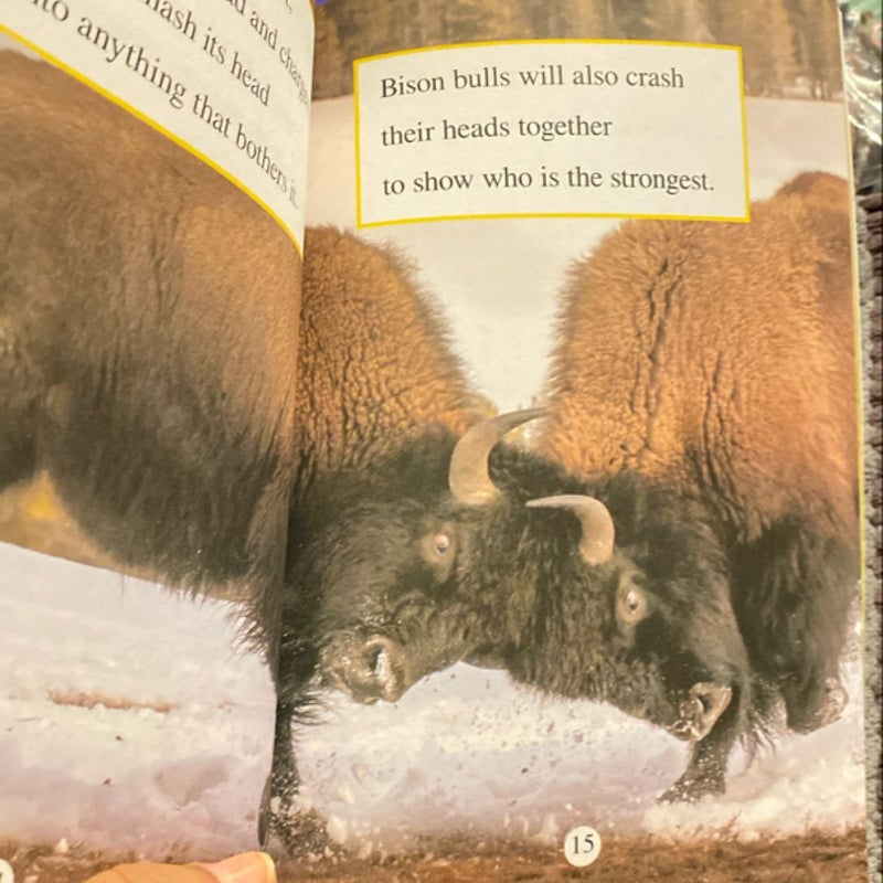 Ranger Rick: I Wish I Was a Bison