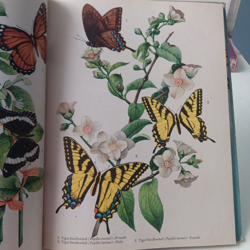 American Butterflies and Moths - 1942- Random House