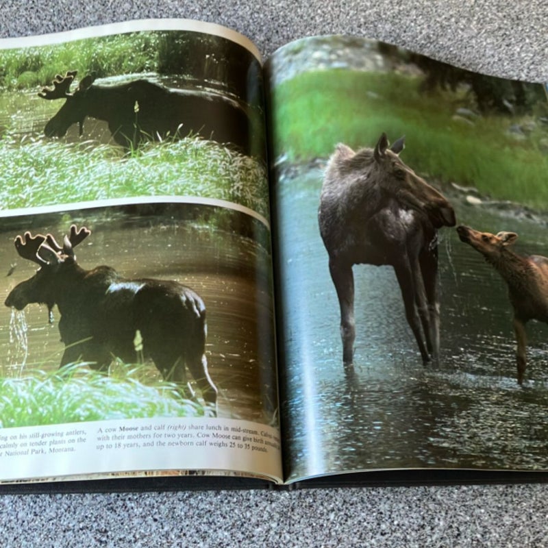 Wildlife of North America 