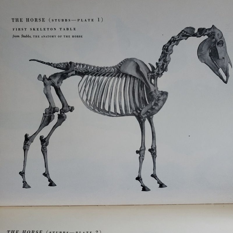 An Atlas of Animal Anatomy for Artists