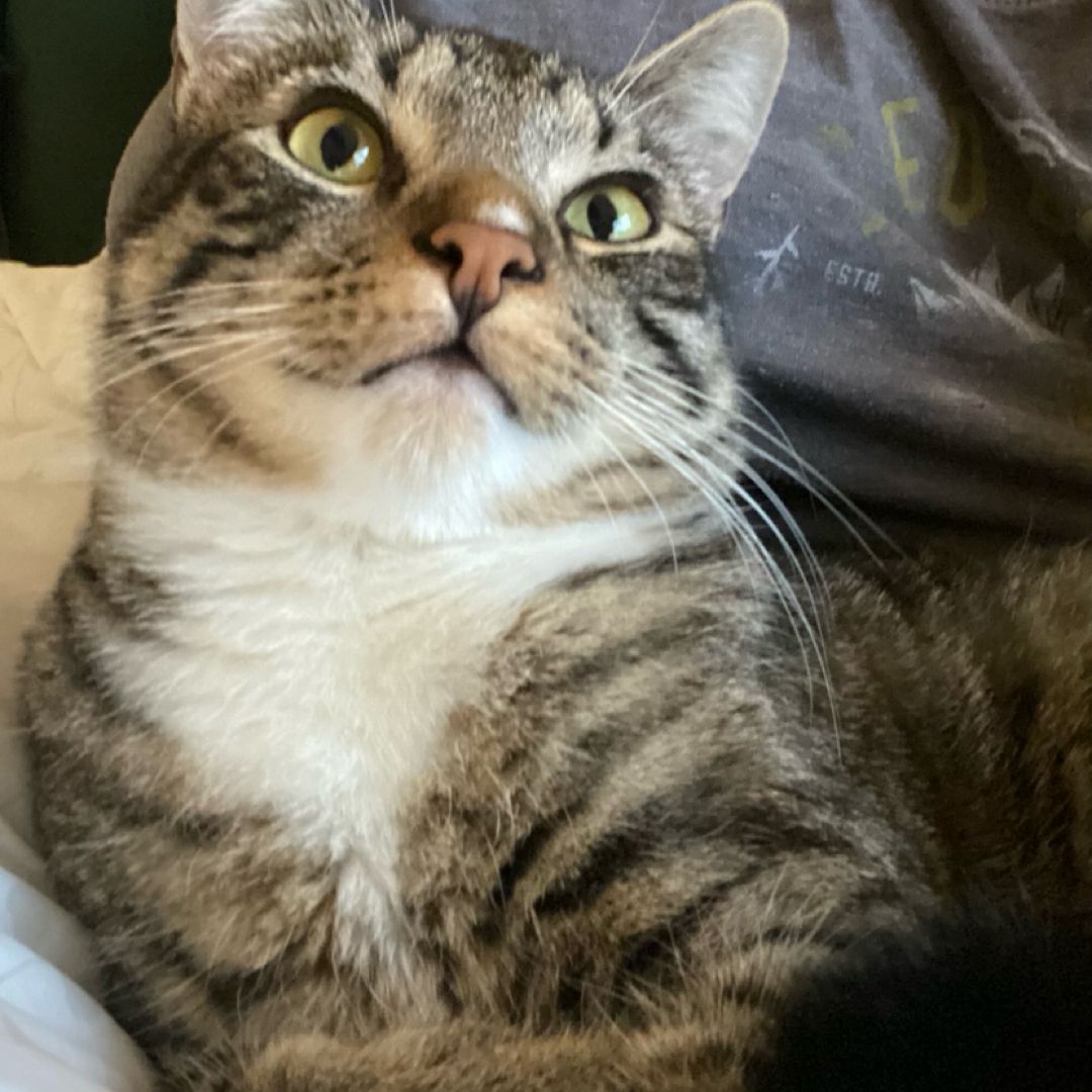 Your Local Book Dealer