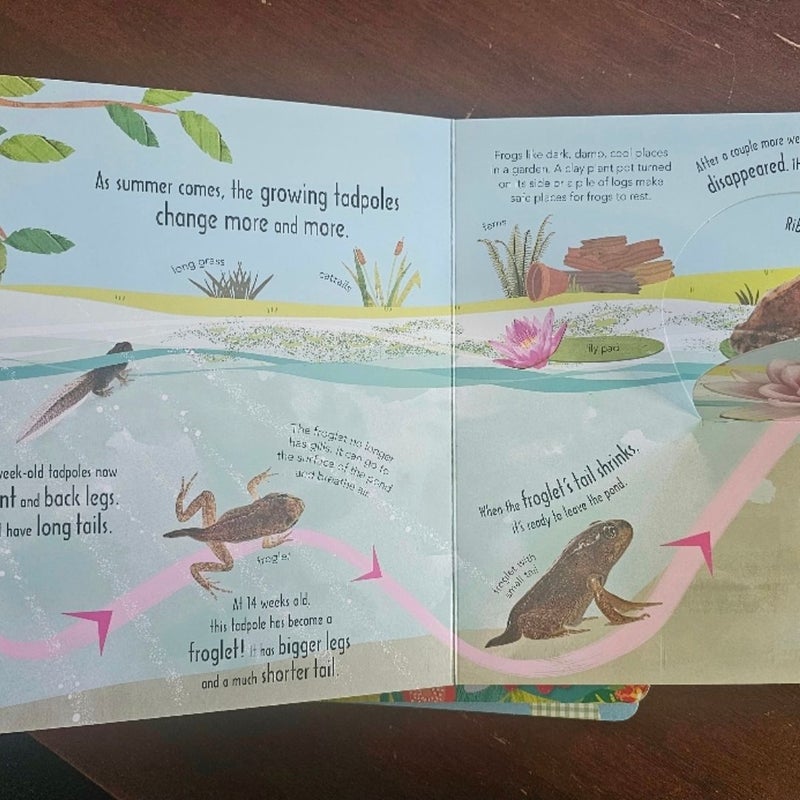 Growing Lift Flap Board Books by DK Set of 3