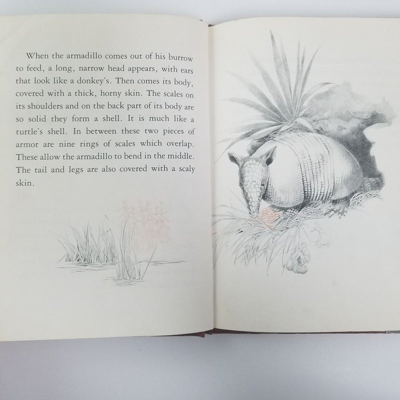 Biography of an Armadillo ©1975 (A Nature Biography Book)