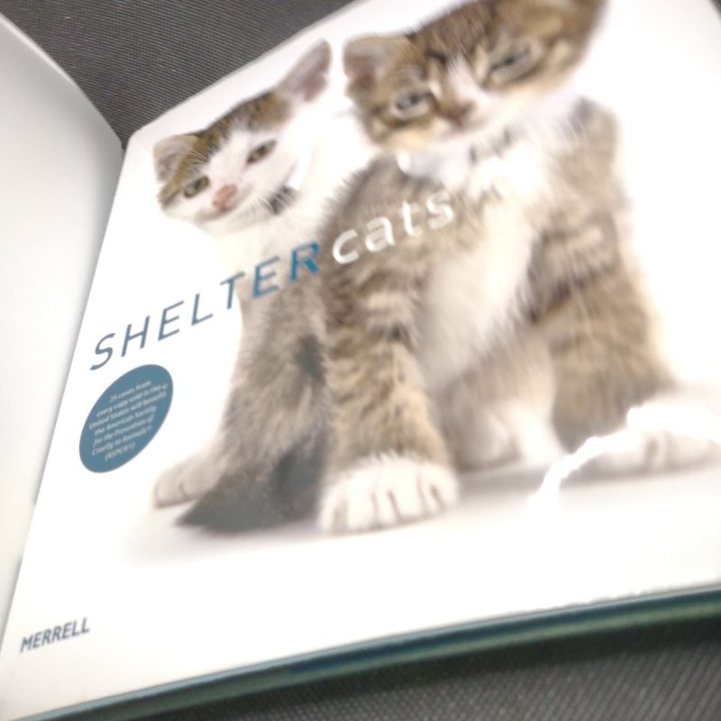 Shelter Cats