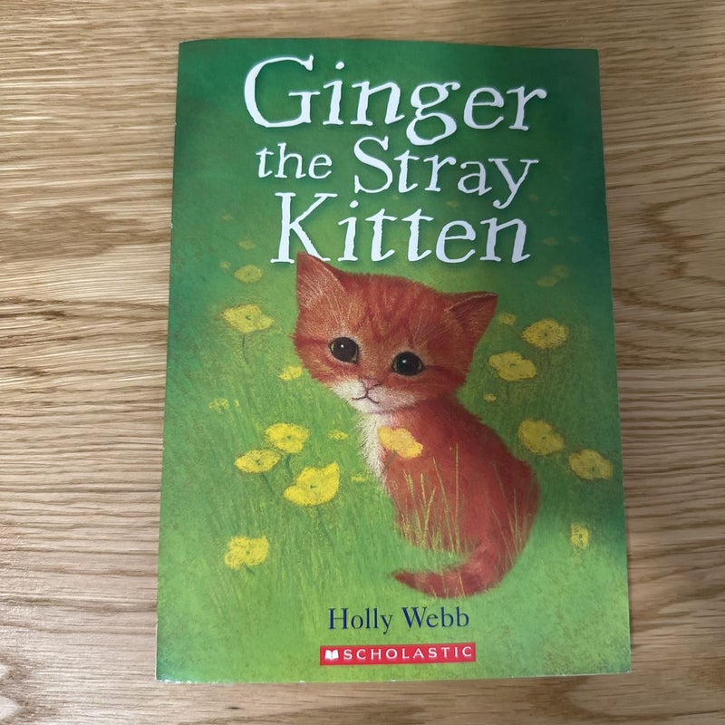 Ginger the stray kitten