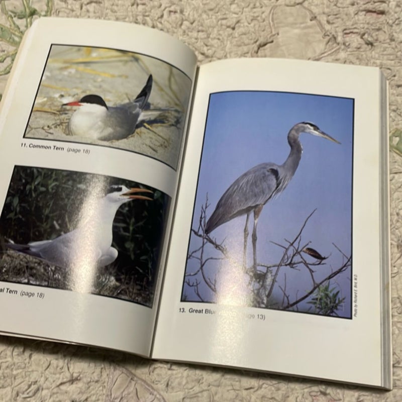 Nature Guide to the Carolina Coast
