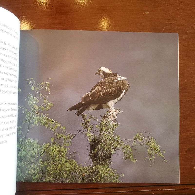 Ospreys