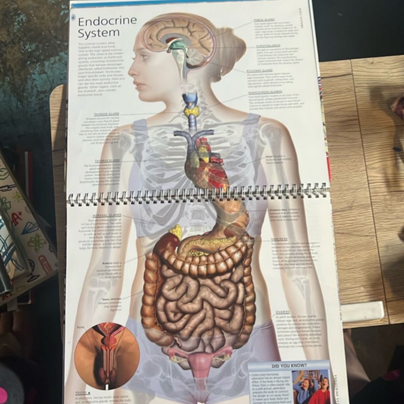Body An Amazing Tour of Human Anatomy