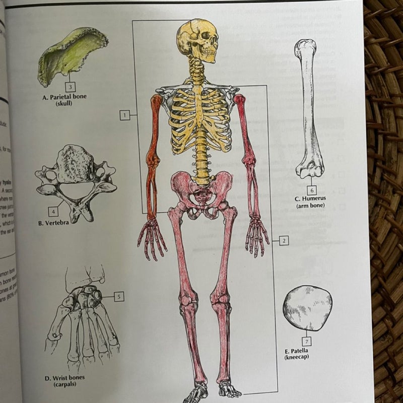 Netter's Anatomy Coloring Book Updated Edition