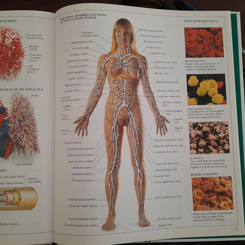 Eyewitness Visual Dictionaries: the Visual Dictionary of the Human Body