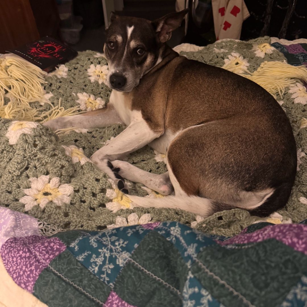 Little Shoppe o’ Hardcovers