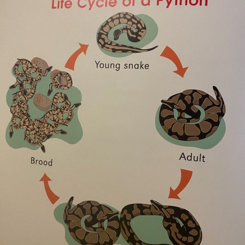 Children's Book Reptile Bundle
