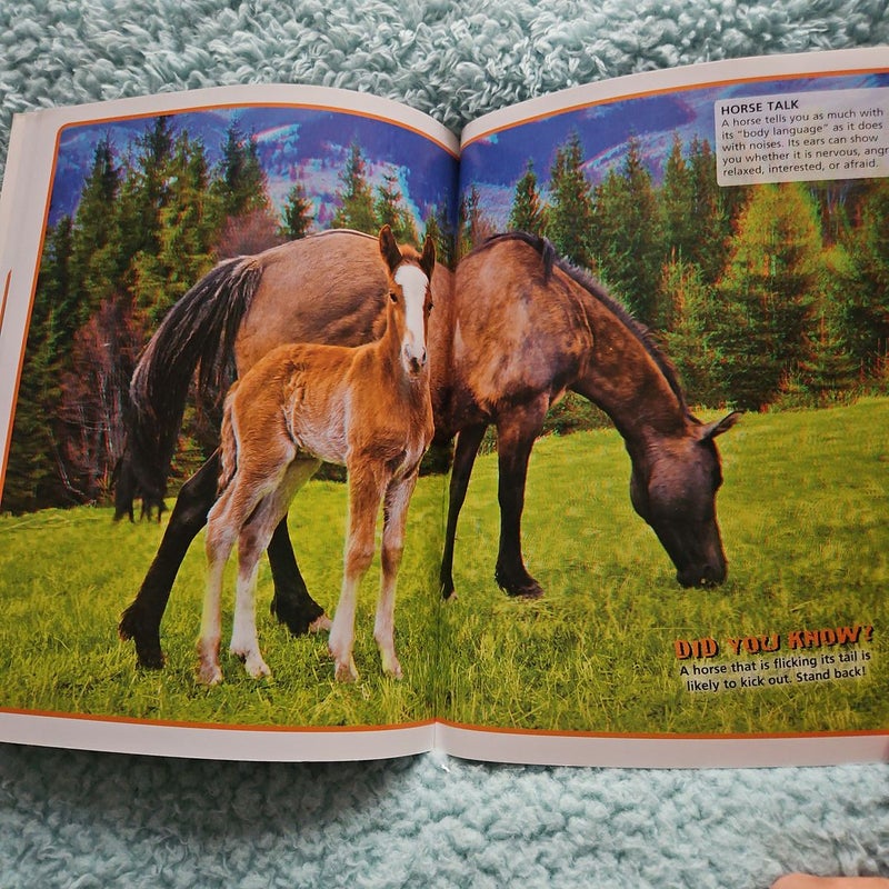 World's Cutest Horses and Ponies in 3D